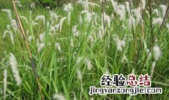 茅根草种植方法 茅根草怎么种植