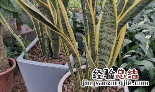 植物肥料制作方法 植物肥料制作方法分享