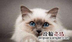 为什么十二生肖没有猫 十二生肖的介绍