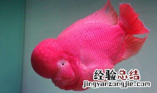 罗汉鱼的养护技巧 罗汉鱼的养护技巧视频