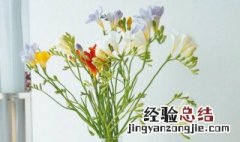 香雪兰鲜切花养护方法 香雪兰鲜切花养护方法图解