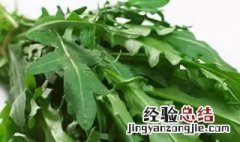 芝麻菜什么季节种植 芝麻菜种植时间和方法