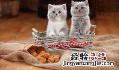 小猫多久断奶 幼猫断奶的时间