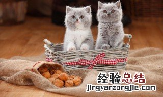 小猫多久断奶 幼猫断奶的时间