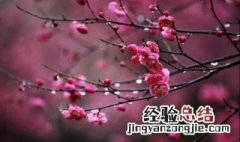 梅花后期养殖方法 梅花如何养殖