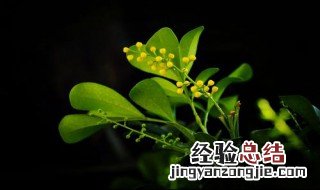 种米兰花的方法 种米兰花的方法简述