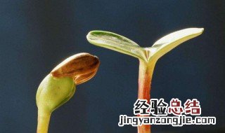 葡萄催芽的方法 可以用温水泡种子吗