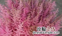 络新妇花最值得买的品种 络新妇植物的养殖方法