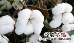 棉花寓意 棉花寓意是什么