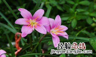 兰草花培养方法 兰草花如何培养