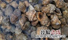 海螺怎么清洗 海螺清洗方法