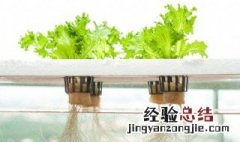 水培蔬菜怎么种植 水培蔬菜种植介绍