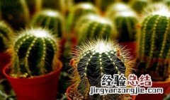 仙人球种植方法 仙人球怎么种植