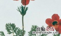 怎么长期保存植物标本 保存方法介绍