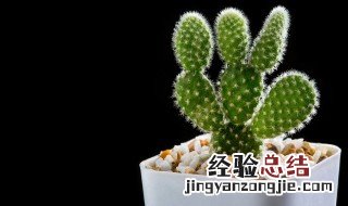 仙人掌的种植方法 如何种植仙人掌