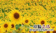 太阳花代表什么意思 太阳花代表什么