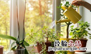 用什么水浇花叶子绿 用什么水浇植物叶子绿