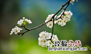 东风是什么季节 那个季节是东风