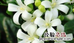 九里香什么时候开花 九里香什么时候开花结果