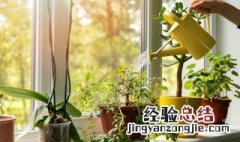 植物叶子卷曲什么原因 植物叶片卷曲是怎么回事