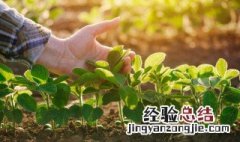 绿叶植物叶子发黄的原因是什么 绿叶植物叶子发黄的原因是什么呢