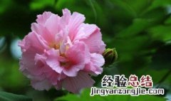 成都的市花是什么 上海的市花是什么