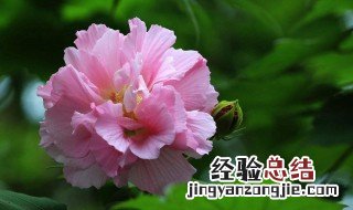 成都的市花是什么 上海的市花是什么