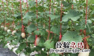 最新无土蔬菜种植方法 最新无土蔬菜种植方法视频