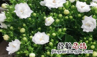 重瓣风铃草的养殖方法和注意事项 重瓣风铃草的养殖方法和注意事项