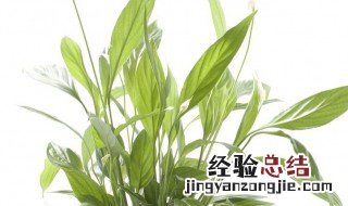 一帆风顺花怎么培植 一帆风顺花怎么种植