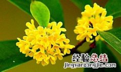 桂花种殖方法 桂花如何种植