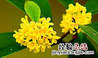 桂花种殖方法 桂花如何种植