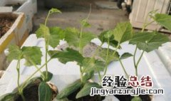 丝瓜种子催芽方法 丝瓜种子催芽方法时间