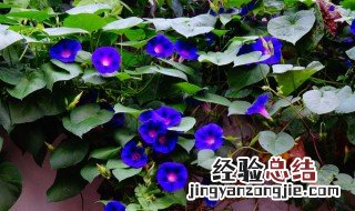 牵牛花传播种子的方法 牵牛花传播种子的方法是什么