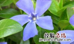 蔓长春花的养殖方法 蔓长春花的养殖方法和注意事项