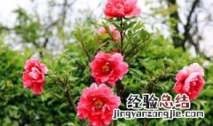 牡丹花养护管理方法视频 牡丹花养护管理方法