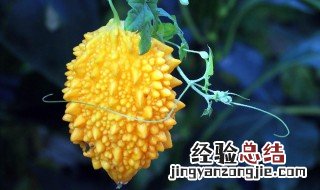 金铃子种植时间和方法 金铃子种植时间和方法图