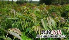 香椿树的种植方法 香椿树的种植方法利润