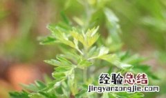 艾草的养殖方法和注意事项 艾草的栽培方法