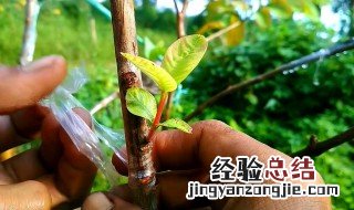 果树嫁接苗 果树嫁接芽接法