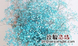 满天星花怎么养殖方法水养 满天星花怎么养家庭养法
