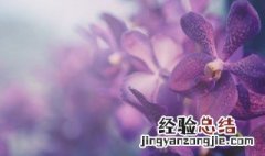 兰花的养殖方法和注意事项盆栽墨兰 兰花的养殖方法和注意事项盆栽