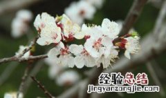 樱花的嫁接 樱花嫁接时间和方法