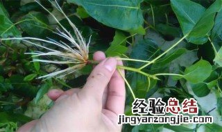 自制生根剂的8种方法 自制生根剂的8种方法生根剂