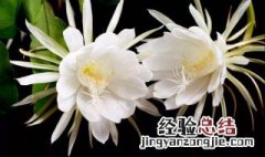 昙花的花语和传说 有关昙花的花语和传说介绍