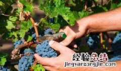 深红无籽葡萄种植方法 深红无籽葡萄种植方法图片