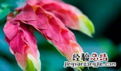 虾衣花的养殖方法和注意事项视频 虾衣花的养殖方法和注意事项