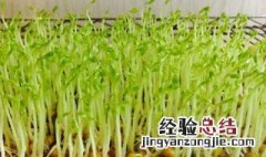 水培黄豆苗的种植方法 水培黄豆苗的种植方法视频