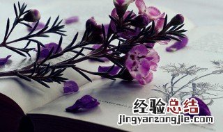 小清新网名女生简洁唯美 小清新网名女生简洁唯美梅兰竹菊的