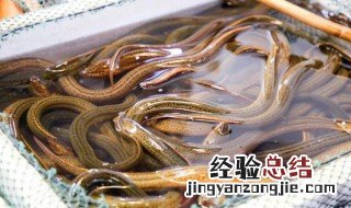小暑季节怎么膳鱼不吃勾 小暑季节膳鱼如何吃勾